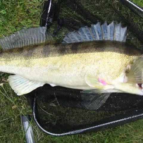 Zander