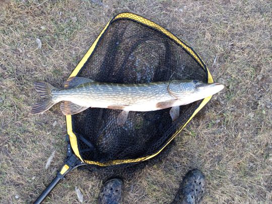 Hecht