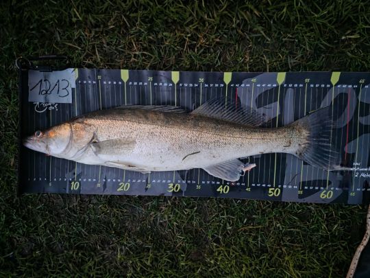 Zander
