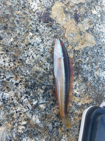 Lippfisch