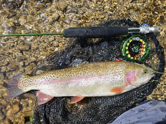Regenbogenforelle