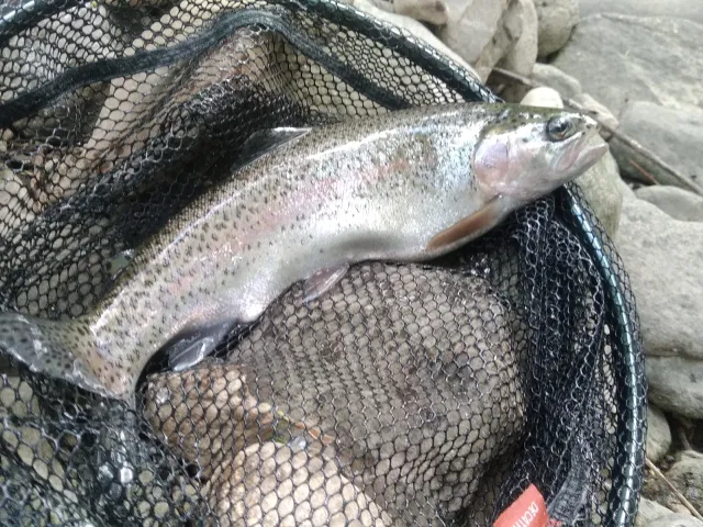 Regenbogenforelle