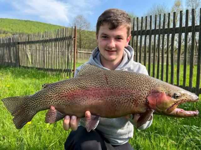Regenbogenforelle