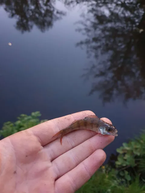 Flussbarsch