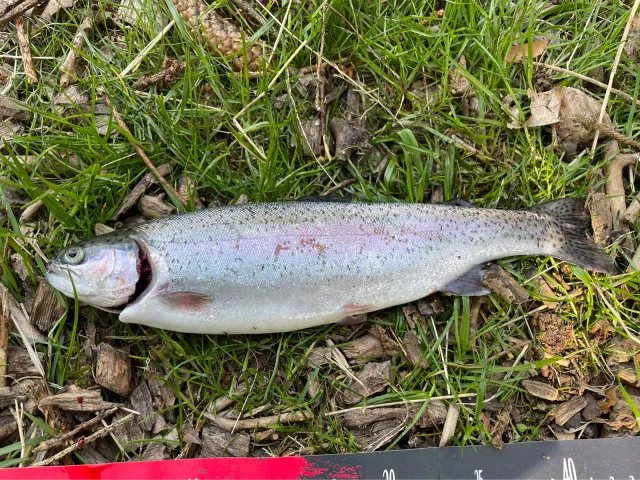 Regenbogenforelle