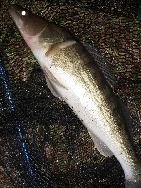 Zander