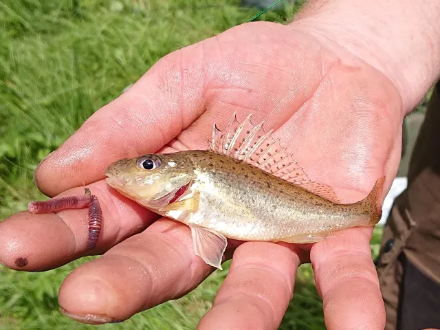 Kaulbarsch