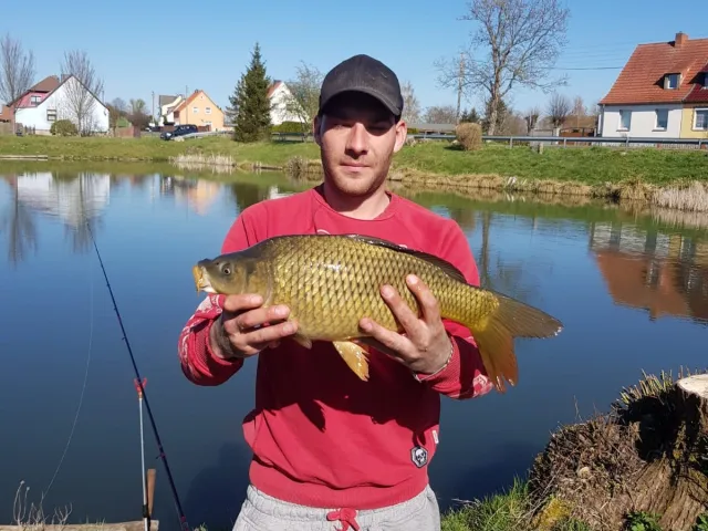 Karpfen