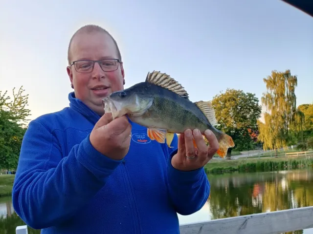 Flussbarsch