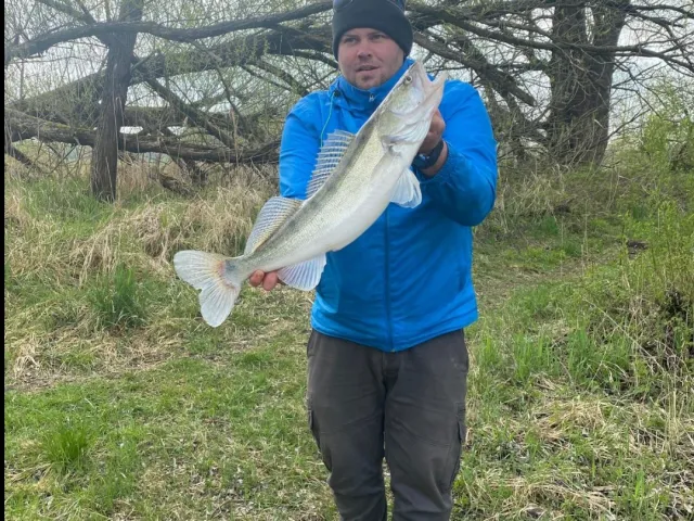 Zander