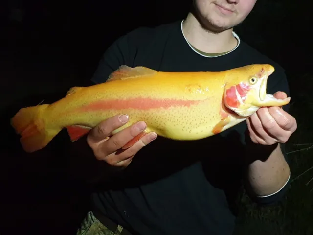 Goldforelle