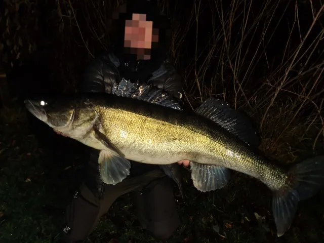 Zander