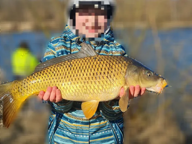 Karpfen