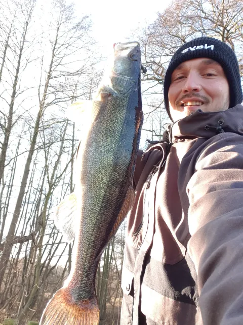 Zander