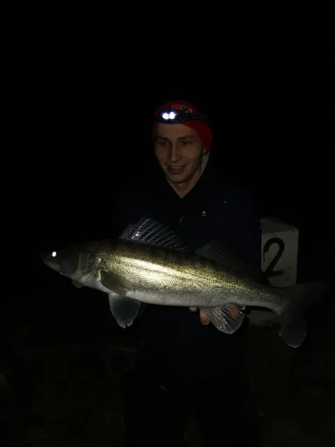Zander