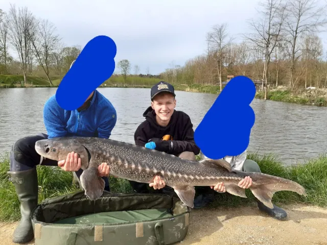 Stör