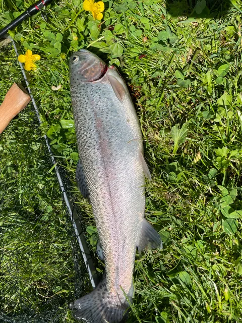Regenbogenforelle