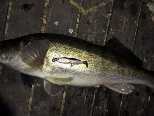 Zander
