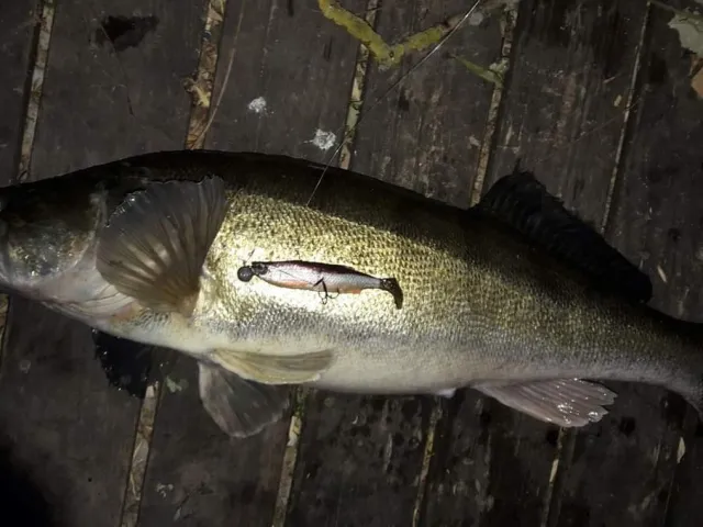 Zander