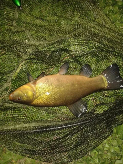 Schleie