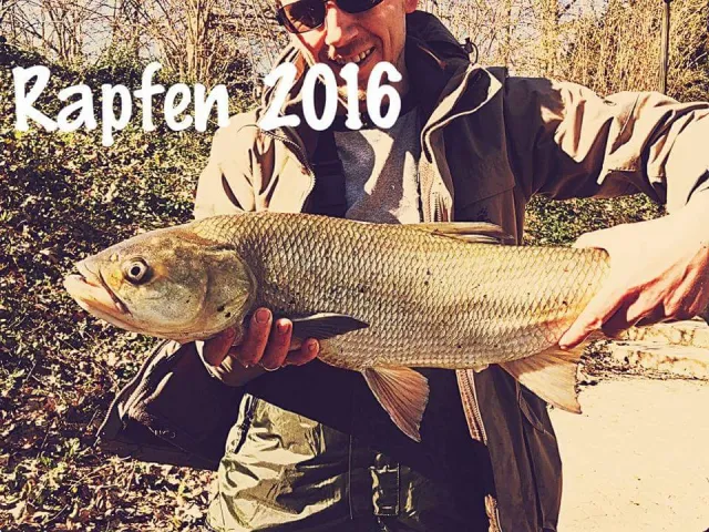 Rapfen