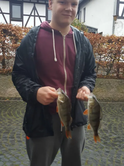 Flussbarsch
