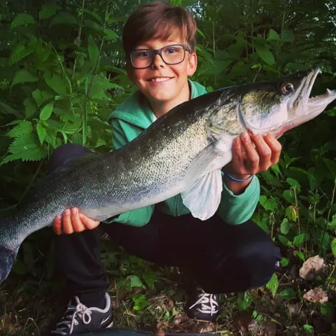 Zander