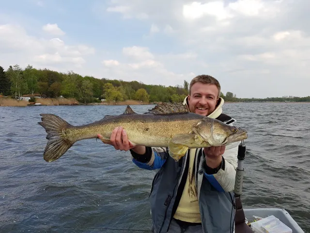 Zander