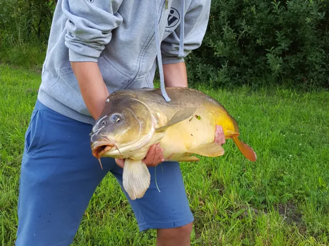 Karpfen