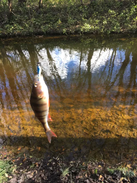 Flussbarsch
