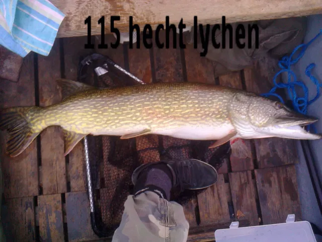 Hecht