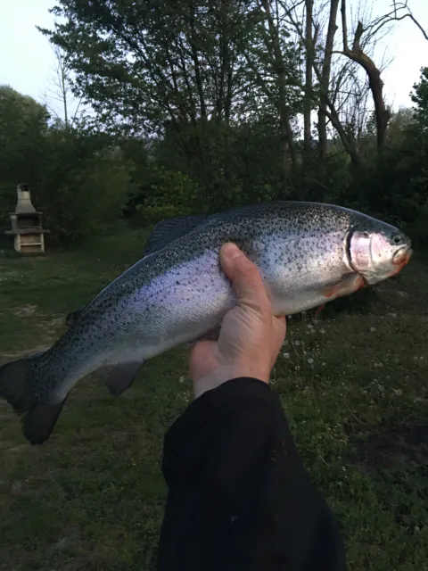 Regenbogenforelle