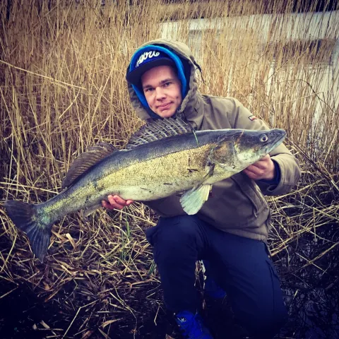 Zander