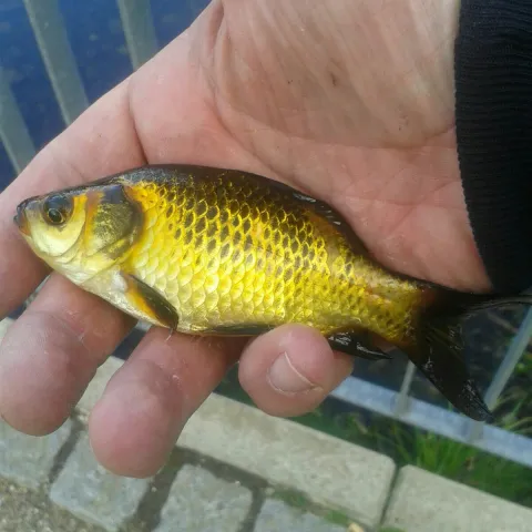 Karausche