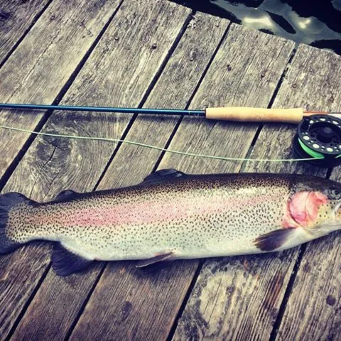 Regenbogenforelle