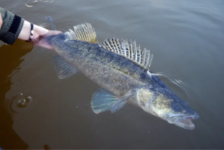 Zander