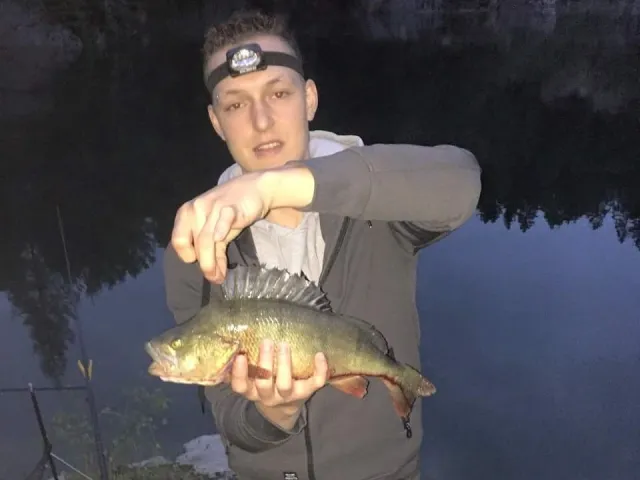 Flussbarsch