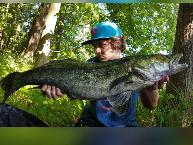 Zander