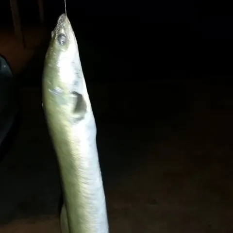 Aal