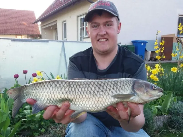 Graskarpfen