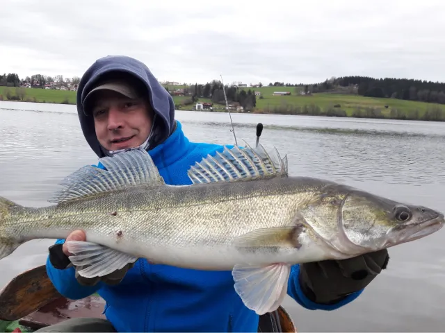 Zander