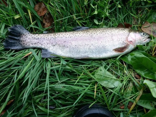 Regenbogenforelle