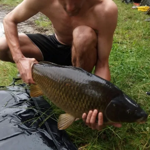 Karpfen