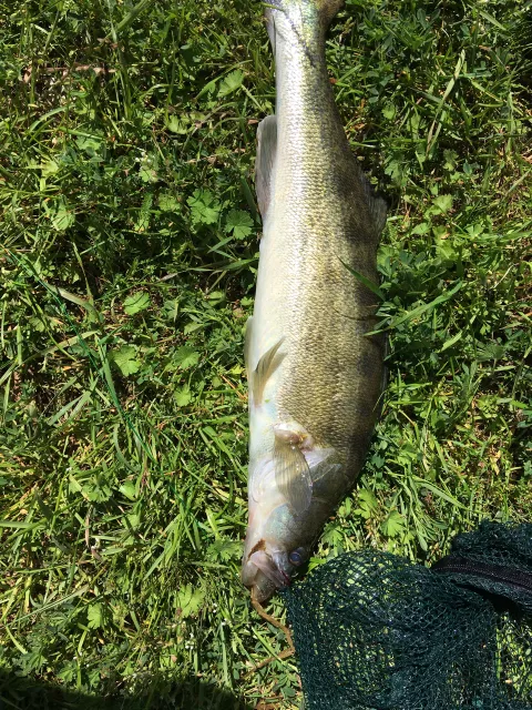 Zander