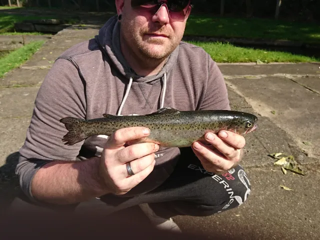 Regenbogenforelle