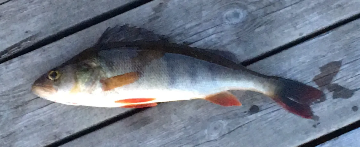 Flussbarsch