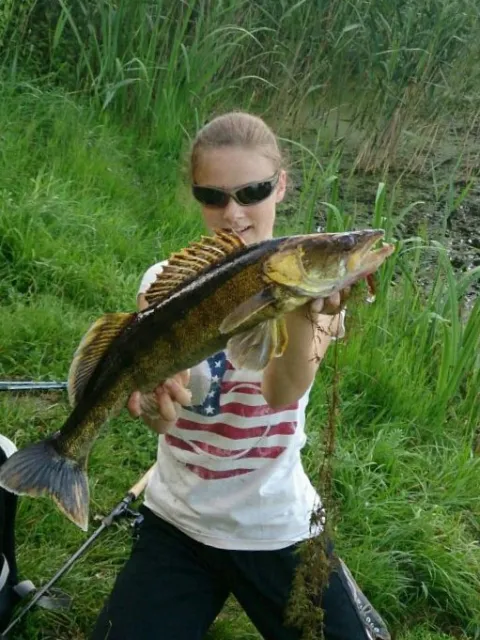 Zander