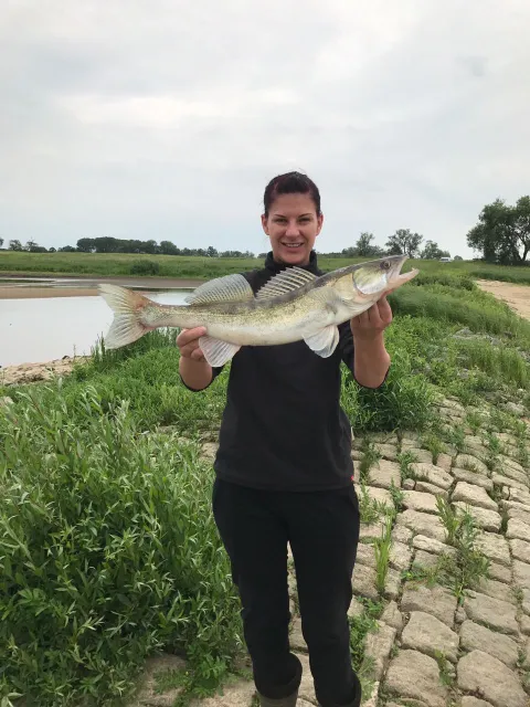 Zander