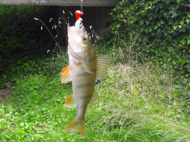 Flussbarsch