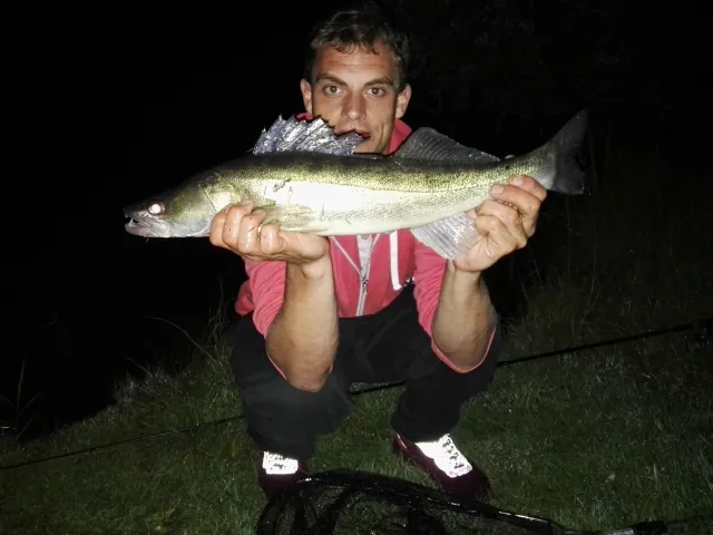 Zander